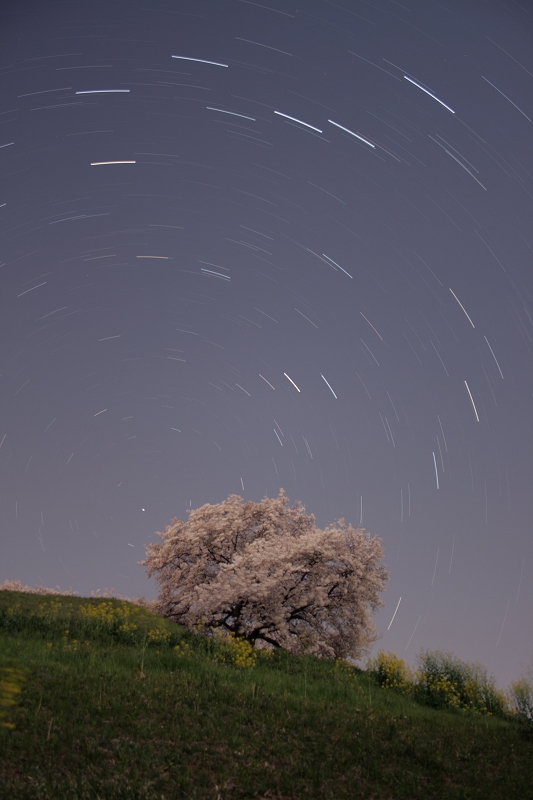 s-e6a19ce381a8e5a4a7e5b08fe58c97e69697-iso400-f35-30s-53e69e9a-e382abe383a9e383bce8a39ce6ada3