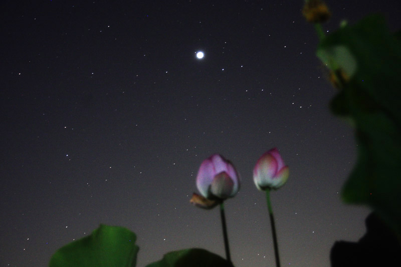 木星と蓮の花-1