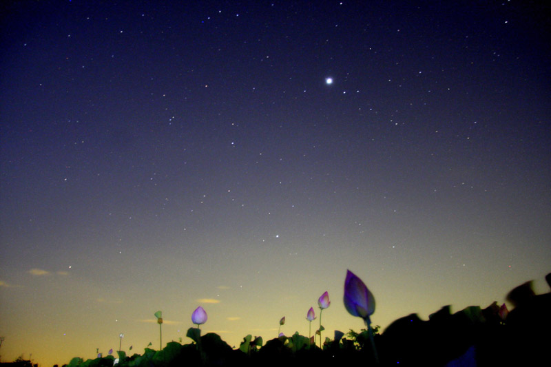 木星と蓮の花-2