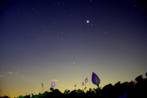 木星と蓮の花-2 木星と蓮の花-2