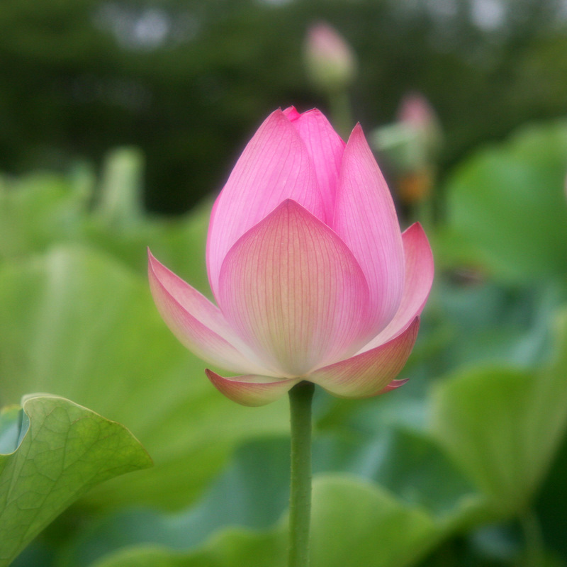 lotus_2