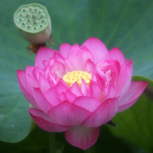 lotus_1 lotus_1