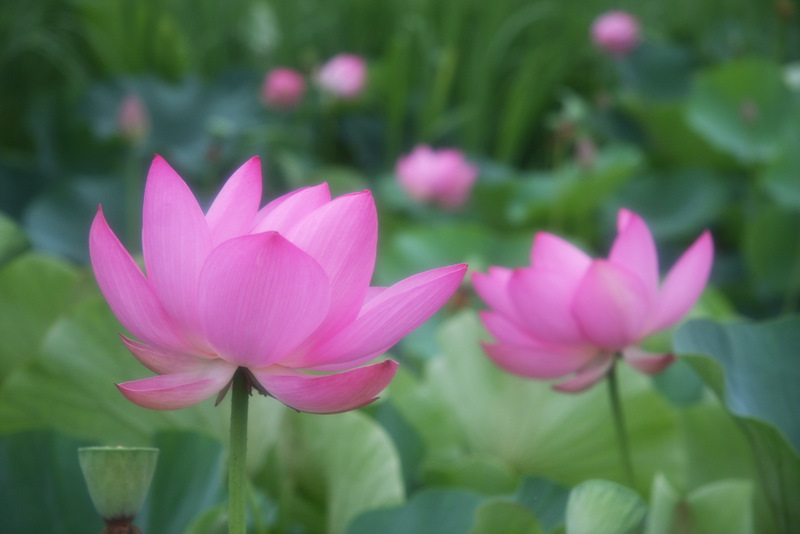 lotus_3