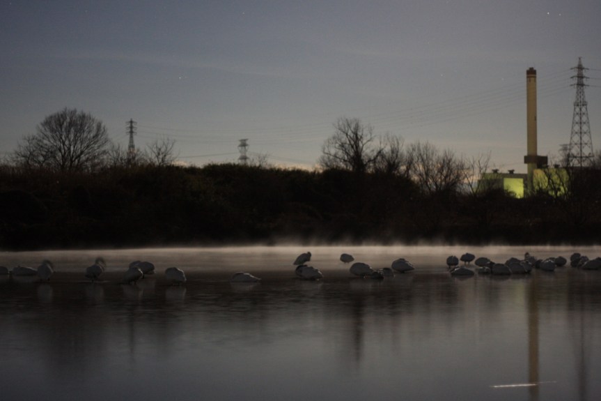 月夜に眠る白鳥たち