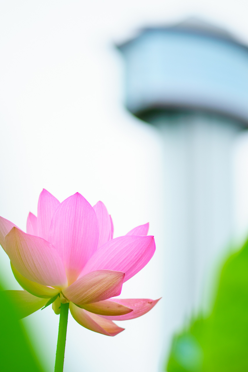 展望タワーをバックに